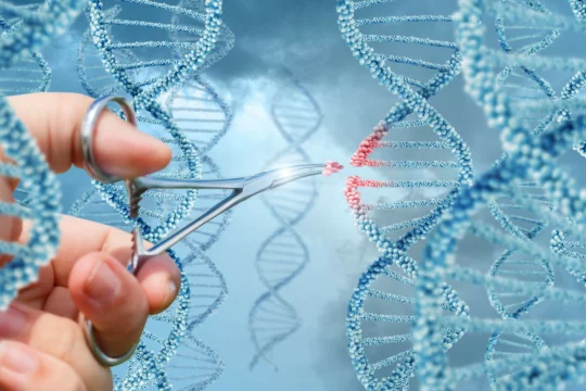 human cloning